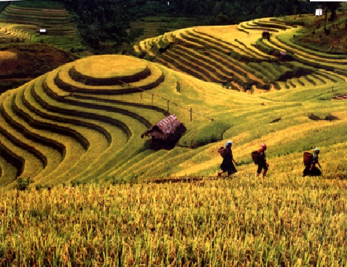 Stunning beauty of Tu Le in rice harvest season