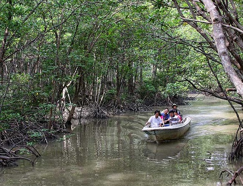 Can Gio Mangrove Forest