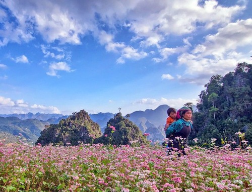 Buckwheat flower festival in Ha Giang