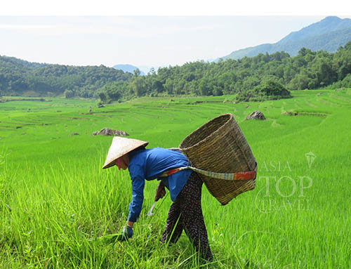 Pu Luong Farmer