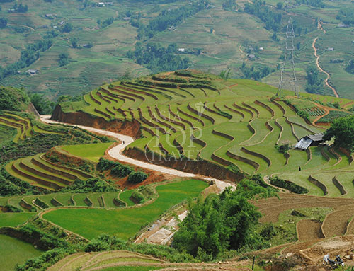 Rice terrace in Sapa