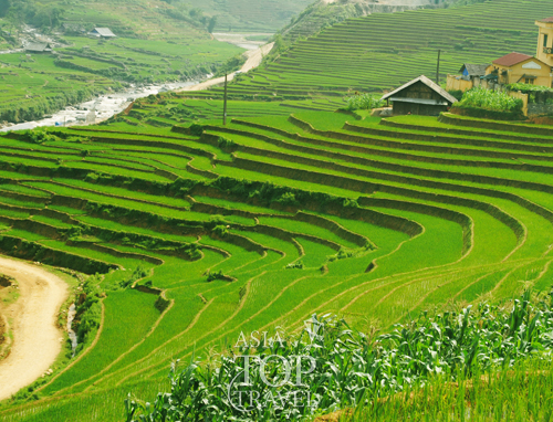 Rice Terraces in Sapa