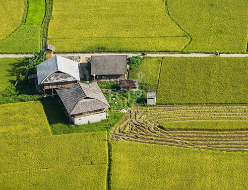 Rice field in Bac Son