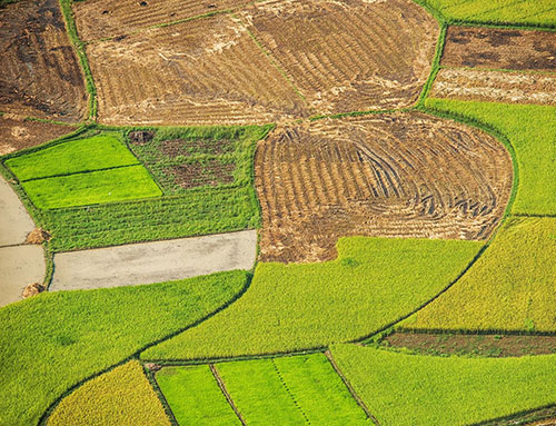 Rice field in Bac Son