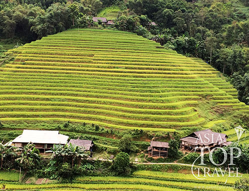Hoang Su Phi rice terrace