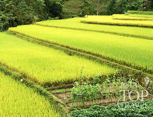 Hoang Su Phi rice terrace